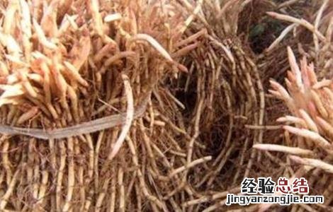 鱼腥草的功效与作用及禁忌 鱼腥草的功效与作用
