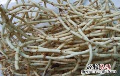 鱼腥草的功效与作用及禁忌 鱼腥草的功效与作用
