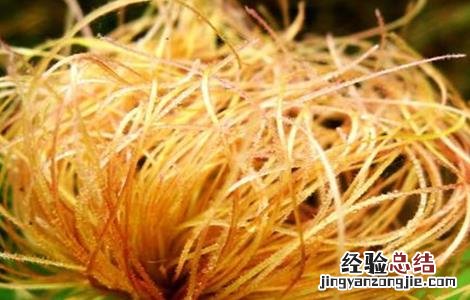 玉米须的功效与作用禁忌与副作用有哪些 玉米须的功效与作用禁忌
