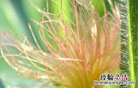 玉米须的功效与作用禁忌与副作用有哪些 玉米须的功效与作用禁忌