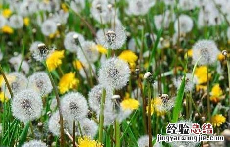 蒲公英的功效有哪些 蒲公英的功效