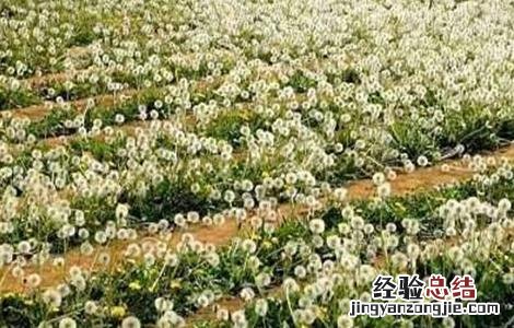 蒲公英的功效有哪些 蒲公英的功效