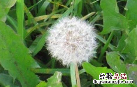 蒲公英的功效有哪些 蒲公英的功效