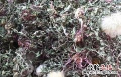 蒲公英的功效有哪些 蒲公英的功效