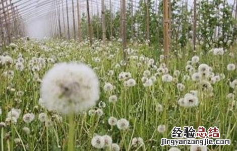 蒲公英的功效有哪些 蒲公英的功效