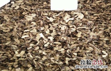 枸骨根的功效与作用 枸骨的药用价值 枸骨根的功效与作用