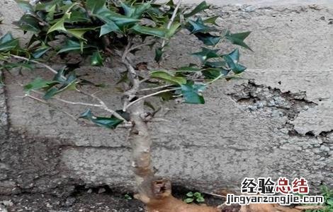 枸骨根的功效与作用 枸骨的药用价值 枸骨根的功效与作用