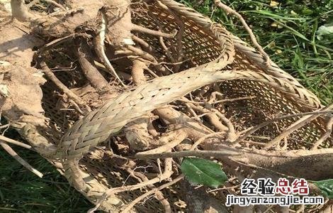 枸骨根的功效与作用 枸骨的药用价值 枸骨根的功效与作用