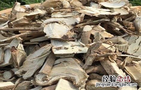 枸骨根的功效与作用 枸骨的药用价值 枸骨根的功效与作用