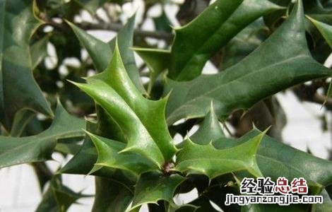 枸骨根的功效与作用 枸骨的药用价值 枸骨根的功效与作用