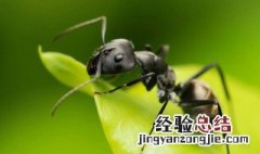 蚂蚁的袭击大结局 不一样的恐怖片就是这样的