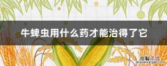 牛有蜱虫,什么药能治? 牛蜱虫用什么药才能治得了它