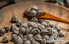 辣木籽的功效和作用及禁忌 辣木籽的功效和作用