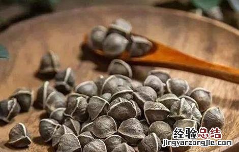 辣木籽的功效和作用及禁忌 辣木籽的功效和作用