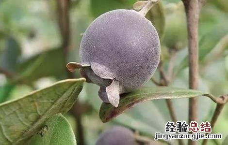 山蟛蜞的功效与作用 山菍的功效与作用