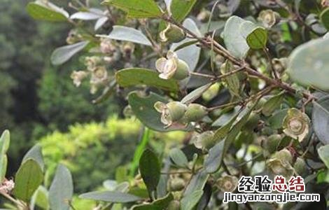 山蟛蜞的功效与作用 山菍的功效与作用