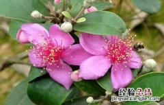山蟛蜞的功效与作用 山菍的功效与作用