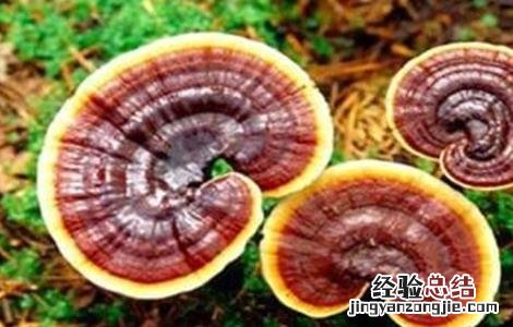 灵芝的功效与作用适合哪些人 灵芝的功效与作用