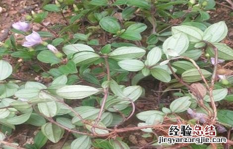 地菍根的功效与作用地 地菍根的功效与作用