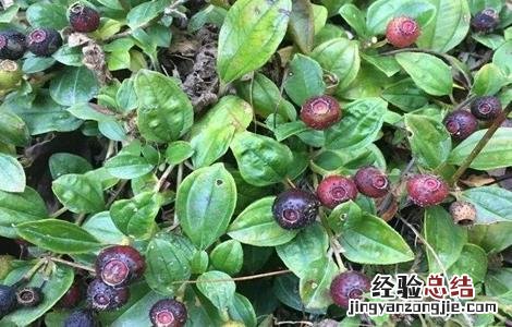 地菍根的功效与作用地 地菍根的功效与作用