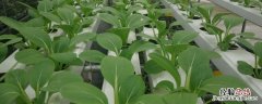 农作物合理密植的原因 种植农作物要合理密植原因是什么