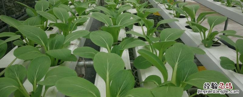 农作物合理密植的原因 种植农作物要合理密植原因是什么
