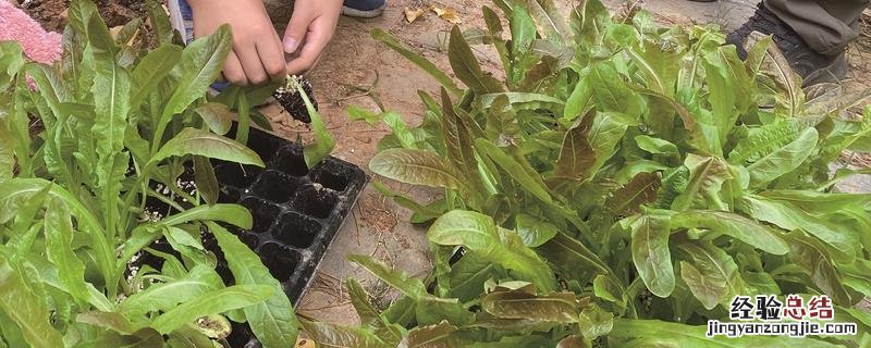 农作物病虫害少的原因 农作物病虫害少的原因,品质好的原因