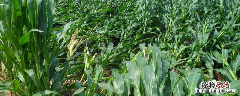 植物抗倒伏用什么肥 农作物抗倒伏用什么肥
