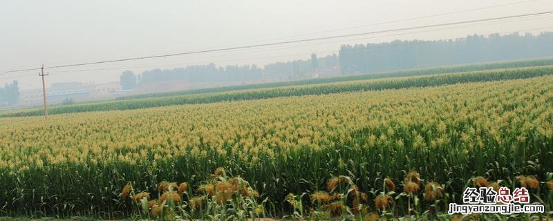 真菌病害是作物最常见的病害吗 作物低等真菌病害有那些