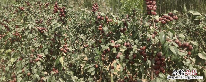 农作物最佳生长温度 作物温度多少度才能施肥好
