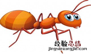 榻榻米总有蚂蚁怎么办 怎么去除榻榻米的蚂蚁