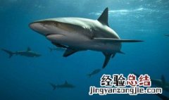 鲨鱼是鱼吗 大家可以了解一下