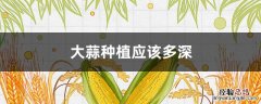 大蒜种植应该多深 大蒜种植多深合适