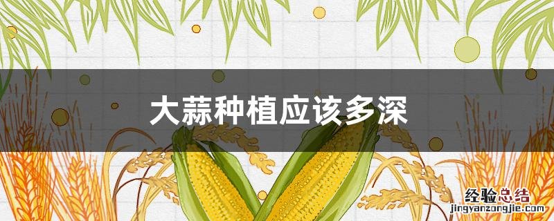 大蒜种植应该多深 大蒜种植多深合适