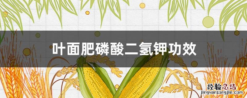 叶面肥磷酸二氢钾功效过期了还能用吗? 叶面肥磷酸二氢钾功效