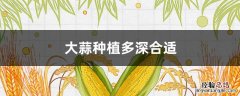 大蒜种植多深合适 大蒜栽多深合适