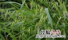 野麦子的功效与作用 野麦子的功效与作用野刺梨