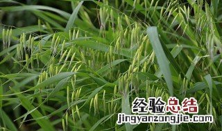 野麦子的功效与作用 野麦子的功效与作用野刺梨