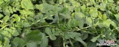 作物真菌用什么药 真菌用什么农药