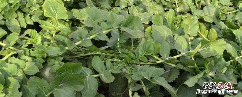 作物真菌用什么药 真菌用什么农药