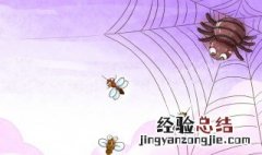 家里有大蜘蛛怎么办 家里有大蜘蛛怎么办会咬人吗