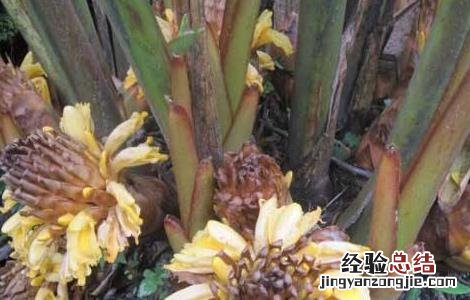 草果的功效与作用是什么 草果的功效与作用是什么呢
