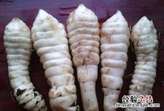 地参 地参怎么吃