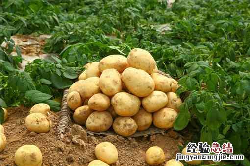 一月份吃的蔬菜 1月份吃什么蔬菜好
