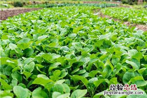 一月份吃的蔬菜 1月份吃什么蔬菜好