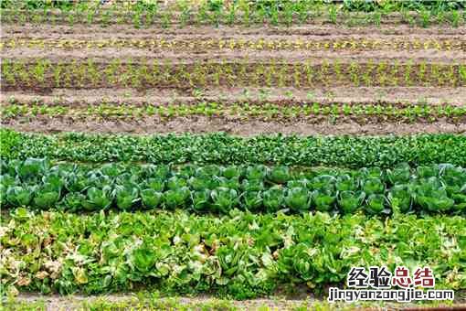 一月份吃的蔬菜 1月份吃什么蔬菜好