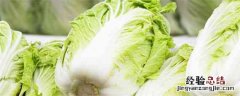大白菜烂帮子用什么药 大白菜烂帮打什么药