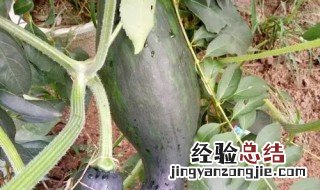 牛腿瓜怎么做好吃 牛腿瓜怎么做好吃窍门西服上衣口袋的手帕咋叠