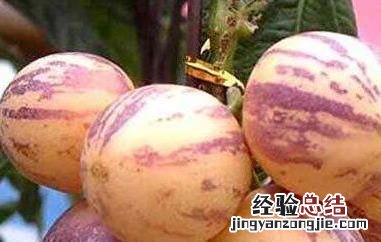 人参果皮可以直接吃的吗 人参果皮可以直接吃的吗怎么吃