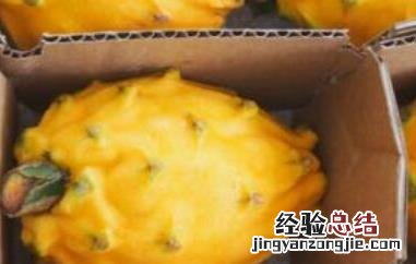 麒麟果和黄龙果的区别 黄龙果和麒麟果一样吗
